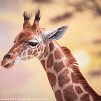 Buy canvas prints of Baby giraffe against the sunset. Photography taken in France by Laurent Renault