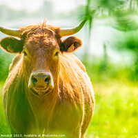Buy canvas prints of Portrait of red Salers or Limousine cow. Photography taken in Fr by Laurent Renault