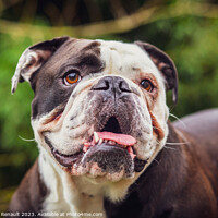 Buy canvas prints of Olde English Bulldogge showing off his tongue. Photography taken by Laurent Renault