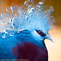 Buy canvas prints of Victoria crowned-pigeon exotic bird. Photography taken in France by Laurent Renault