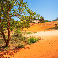 Buy canvas prints of Sunlit scenes in The Provençal Colorado (The ochre rocks of le  by Laurent Renault