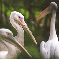Buy canvas prints of Three american white pelicans (pelecanus erythrorhynchos). Photo by Laurent Renault