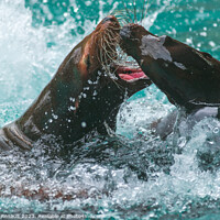 Buy canvas prints of Sea Lions Playing in water. Photography taken in France by Laurent Renault