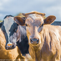 Buy canvas prints of Two cows side by side together in a pasture by Laurent Renault