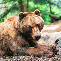 Buy canvas prints of A cute brown bear lying on a ground and watching you in fir fore by Laurent Renault