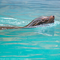 Buy canvas prints of Sea Lion swimming in water. Photography taken in France by Laurent Renault