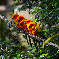 Buy canvas prints of Group of aligned Sun parakeets or sun conure. Photography taken  by Laurent Renault