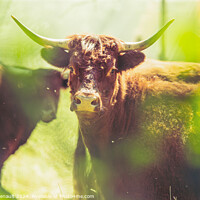 Buy canvas prints of Red Salers cows observed through enlighted foliage, real creativ by Laurent Renault