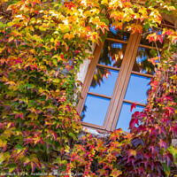 Buy canvas prints of Window surrounded by ivy with autumn facade by Laurent Renault