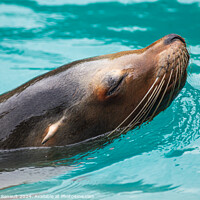 Buy canvas prints of Close-up of a Sea Lion swimming in water. Photography taken in F by Laurent Renault