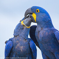 Buy canvas prints of Portrait of two big blue parrots kissing, Hyacinth Macaws by Laurent Renault