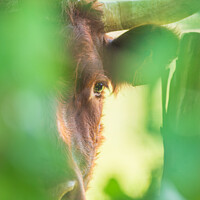 Buy canvas prints of Red Salers cow observing through enlighted foliage, vertical pho by Laurent Renault