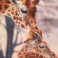 Buy canvas prints of Tender moment of a mother giraffe licking her young giraffe. Pho by Laurent Renault
