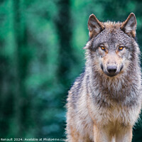 Buy canvas prints of Gray wolf also known as timber wolf looking straight at you in t by Laurent Renault