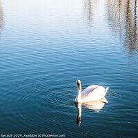 Buy canvas prints of Mute swan gliding across a lake at dawn by Laurent Renault
