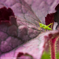 Buy canvas prints of Small green grasshopper on a purple leaf of heuchere by Laurent Renault
