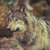Buy canvas prints of Grey wolf prowling in the forest by Laurent Renault