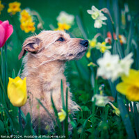 Buy canvas prints of The scent of flowers for a dog by Laurent Renault