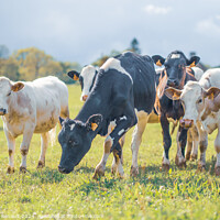Buy canvas prints of Group of cows together gathering in a field by Laurent Renault