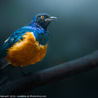 Buy canvas prints of Superb starling perched on dead branch by Laurent Renault