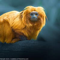 Buy canvas prints of Golden Lion Tamarin, photography over blurry background by Laurent Renault
