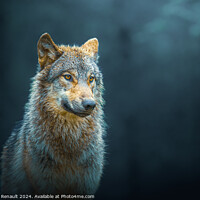 Gray wolf also known as timber wolf, isolated in the forest