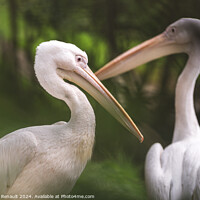 Buy canvas prints of Couple of american white pelicans - pelecanus erythrorhynchos- P by Laurent Renault