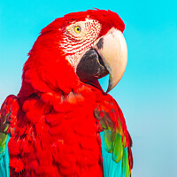 Buy canvas prints of Red Scarlet macaw bird, vibrant colors photography by Laurent Renault