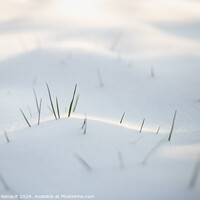 Buy canvas prints of Spring grass emerging from white snow by Laurent Renault