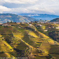 Buy canvas prints of View of the Douro valley with the vineyards of the terraced fiel by Laurent Renault