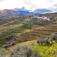 Buy canvas prints of View of the Douro valley with the terraced vineyards and olive t by Laurent Renault