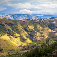 Buy canvas prints of The Douro valley with the vineyards of the terraced fields, Port by Laurent Renault
