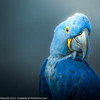 Buy canvas prints of Big blue parrot, Hyacinth Macaw, over dark background by Laurent Renault