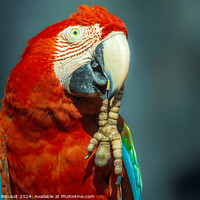 Buy canvas prints of Red Scarlet macaw bird photographed over dark background by Laurent Renault