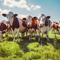 Buy canvas prints of Group of cows in the green pasture by Laurent Renault