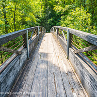 Lush Forest Wooden Footbridge