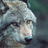 Expressive Gray wolf, also known as timber wolf, looking intently at you