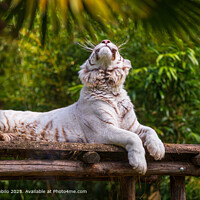 White Tiger Lying Wood Structure