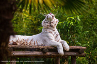Click to show how this picture will look as a piece of wall art