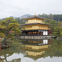Buy canvas prints of View of Kinkakuji, Temple of the Golden Pavilion buddhist temple by Yann Tang