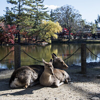 Buy canvas prints of Japanese deer playing at Nara Park with red maple leaves tree on by Yann Tang