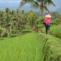 Buy canvas prints of Female farmer wearing traditional paddy hat working in beautiful by Yann Tang