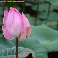 Buy canvas prints of Bud of lotus flower in a pond by Yann Tang