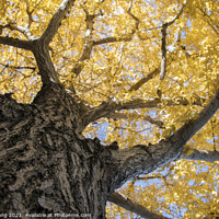 Buy canvas prints of Beautiful yellow ginkgo biloba tree leaf in autumn season by Yann Tang