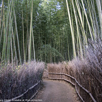 Buy canvas prints of Arashiyama Bamboo Forest famous place in Kyoto by Yann Tang