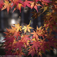 Buy canvas prints of Maple leaves on tree with sunlight in autumn season by Yann Tang