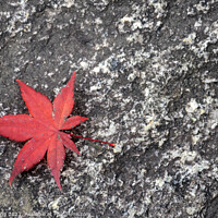 Buy canvas prints of Japanese fallen red maple leaves on stone surface by Yann Tang