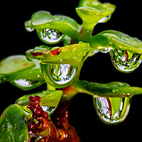 Buy canvas prints of Jade Tree With Raindrops by Shaun Carling