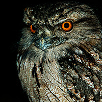 Buy canvas prints of Australian Tawny Frogmouth by Shaun Carling
