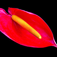 Buy canvas prints of Anthurium Andraeanum, Flamingo Flower by Shaun Carling